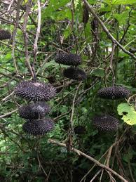 Image result for Malvaceae subfamily Grewioideae