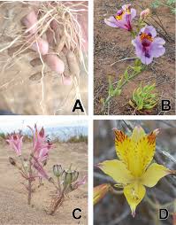 Explore anniesannuals' photos on flickr. Towards An Integrative Taxonomy Of The Genus Alstroemeria Alstroemeriaceae In Chile A Comprehensive Review Intechopen