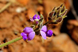 Image result for Neorautanenia