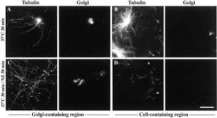 Plant cell biology from astronomy to zoology 2nd edition. The Golgi Complex Is A Microtubule Organizing Organelle Molecular Biology Of The Cell