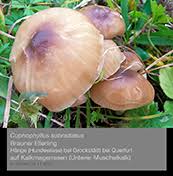 Wiesenpilze Aus Mitteldeutschland