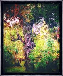 Image result for Agrostis quinqueseta