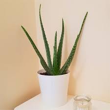 Clean the roots of your aloe plant in water to remove any soil. Aloe Vera Succulent Plant In A Classic White Display Pot