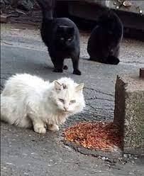  The Mamamiaow Themamamiaow Profile Pinterest