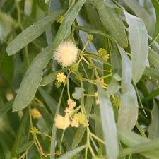 Image result for Acacia abyssinica