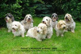 Image result for velký vendéeský hrubosrstý honič