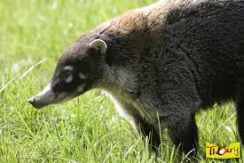 They depended on hunting, fishing, and the gathering of wild roots and berries. Coati Zoosafari De Thoiry
