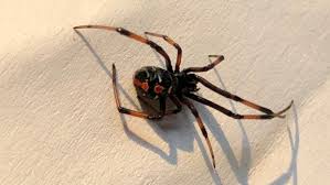 Both male & female venomous but no reports of bites from male have been recorded. Northern Black Widow Spider Now In Quebec Ctv News