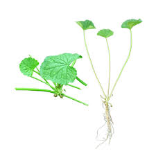 Image result for Centella glabrata