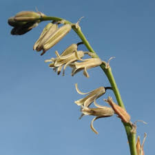 Image result for Dipcadi brevifolium