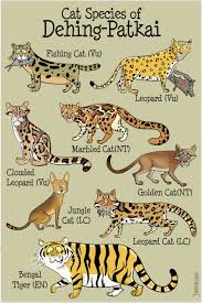Cat Species Of Dehing Patkai By Deborshee The Wildscapes Cat Species Species Wildlife