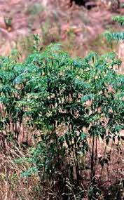 Image result for Hemarthria natans