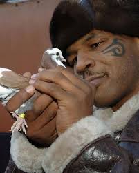 Mike Tyson Pigeons