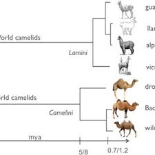 It is closely related to the bactrian camel (camelus bactrianus). Maximum Likelihood Tree Based On Complete Mitochondrial Genomes Of New Download Scientific Diagram