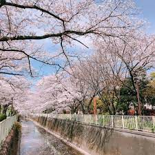 run through the beautiful sakura cherry blossoms sakura cherryblossom love run through the beautiful saku sakura cherry blossom blossom cherry blossom