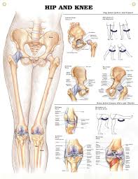 Hip And Knee Chart 20x26 Medical Anatomy Anatomy Human Anatomy And Physiology
