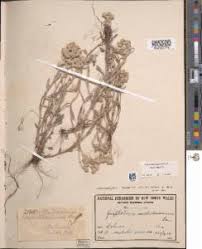 Image result for Vellereophyton dealbatum