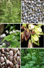 Image result for Amaranthus praetermissus