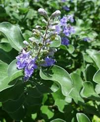 Image result for Vitex franceseana