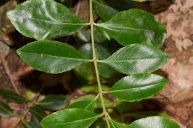Image result for Catha edulis