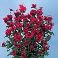Image result for Monarda didyma