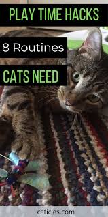 Cat Rituals That Stop Your Cat From Waking You At 3 Am Caticles In 2020 Cat Problems Cats Cat Care