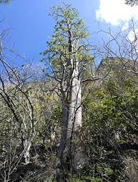 Image result for Cyphostemma montanum