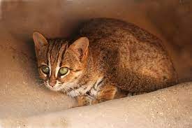 They are considered terrestrial, with arboreal tendencies. File Rusty Spotted Cat 1 Jpg Wikimedia Commons