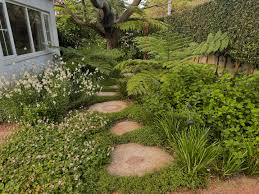 Image result for Chlorophytum bowkeri