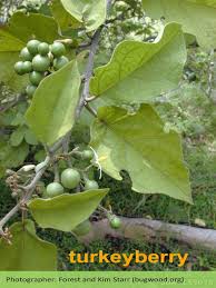 Image result for Solanum torvum
