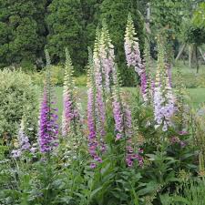 digitalis purpurea gloxiniiflora jardin de cure idees jardin jardins