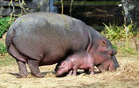 Hyppopotame - Ara_bleu