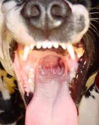 Throat cancer is a general term that applies to cancer that develops in the throat (pharyngeal cancer) or in the voice box (laryngeal cancer). How To Treat Your Dog S Throat Cancer