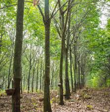 Image result for Hevea brasiliensis