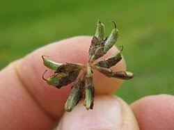 Image result for Lotononis bainesii