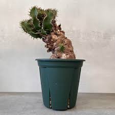 Image result for Euphorbia mlanjeana