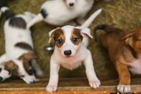 Socializing your puppy is the single most important thing you can do as a new dog owner. Puppy Socialization Checklist April 2021