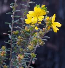 Image result for Habenaria riparia