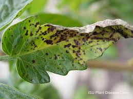 Image result for Septoria leaf spot of tomato