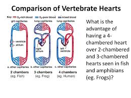 The heart pumps the blood in a single loop throughout the body. Circulatory System Ppt Download