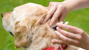 Being sure to keep even, steady pressure on at all times, gently pull the tick up and away, and twist to detach the tick from your dog's body. Getting A Tick Off Of Your Dog The Humane Society Of The United States