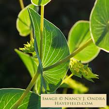 Image result for Lythrum rotundifolium