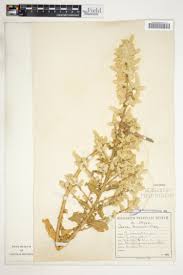 Image result for Hermbstaedtia