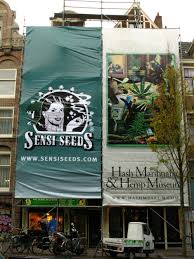 As a result, sensi seed bank's prices are a little expensive. Sensi Seeds Die Basis Fur Die Erfolgsgeschichte Sensi Seeds