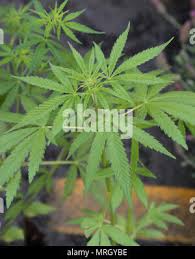 Image result for Cannabaceae