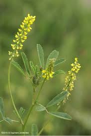 Image result for Melilotus indicus