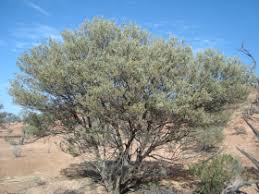 Image result for Prismatocarpus cordifolius