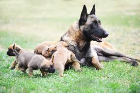 Getting a belgian malinois and a cat to get along will be difficult. Belgian Malinois Vs German Shepherd Which Breed Is Right For You