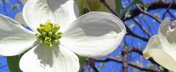 See more ideas about wild flowers, plants, native plants. North Carolina State Flower The Flowering Dogwood Proflowers Blog