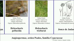 Image result for Lipocarpha monostachya
